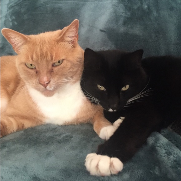 Meet your Posher, Joy - Picture 13 of 15